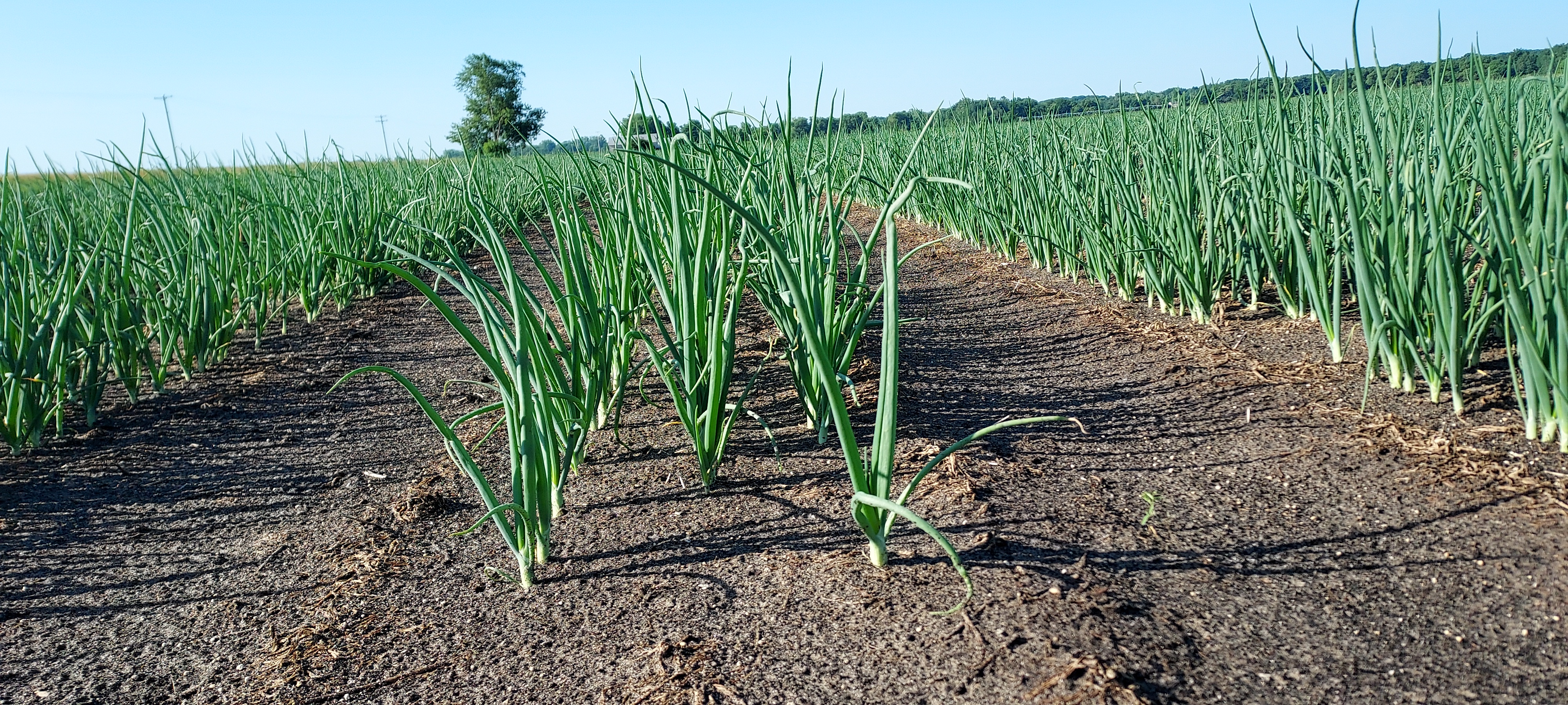 Onions in a field.